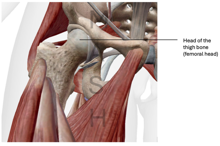 Hip Joint surrounded by muscles